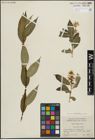 Foto von Salix lucida Muhl.